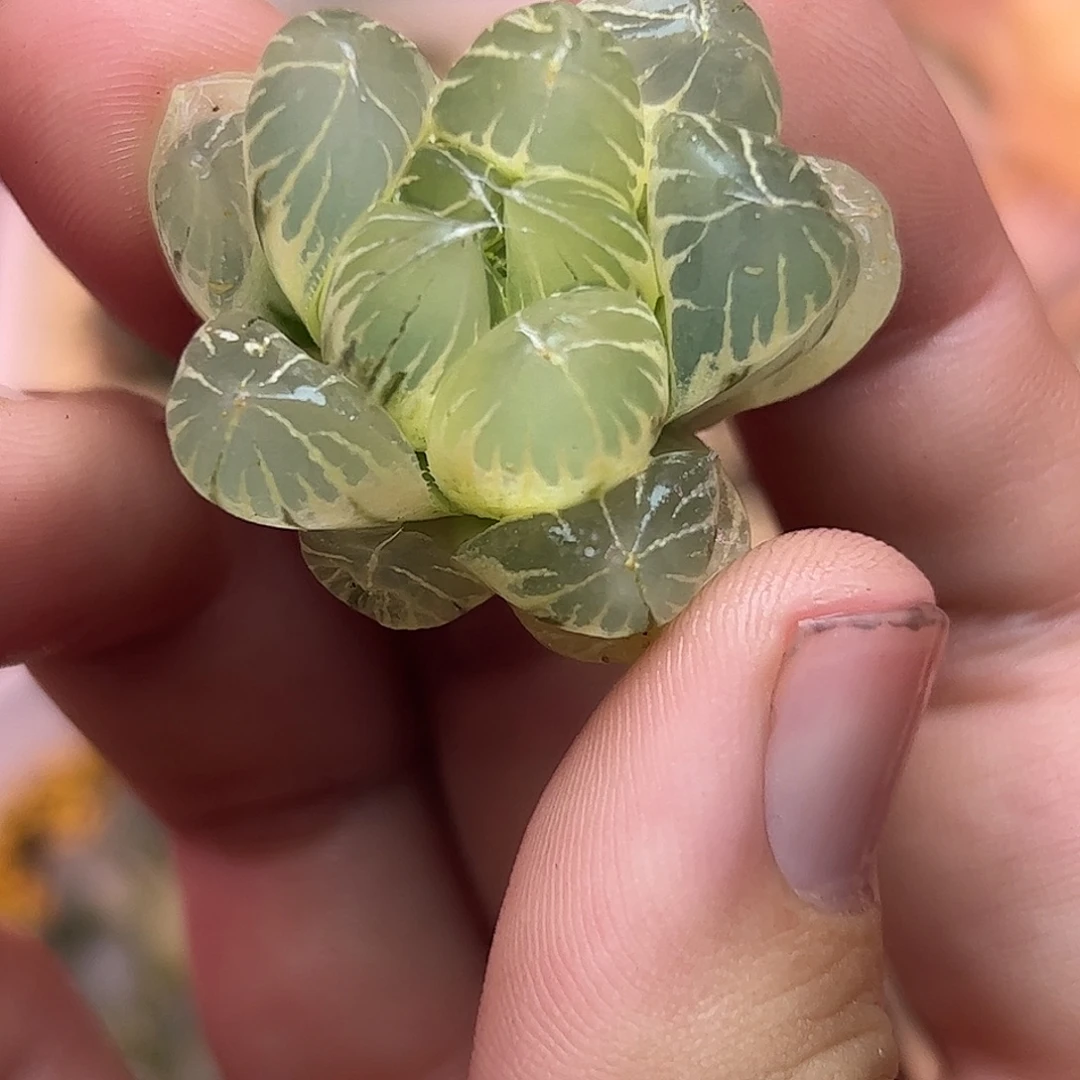 糊斑水晶实生玉露锦