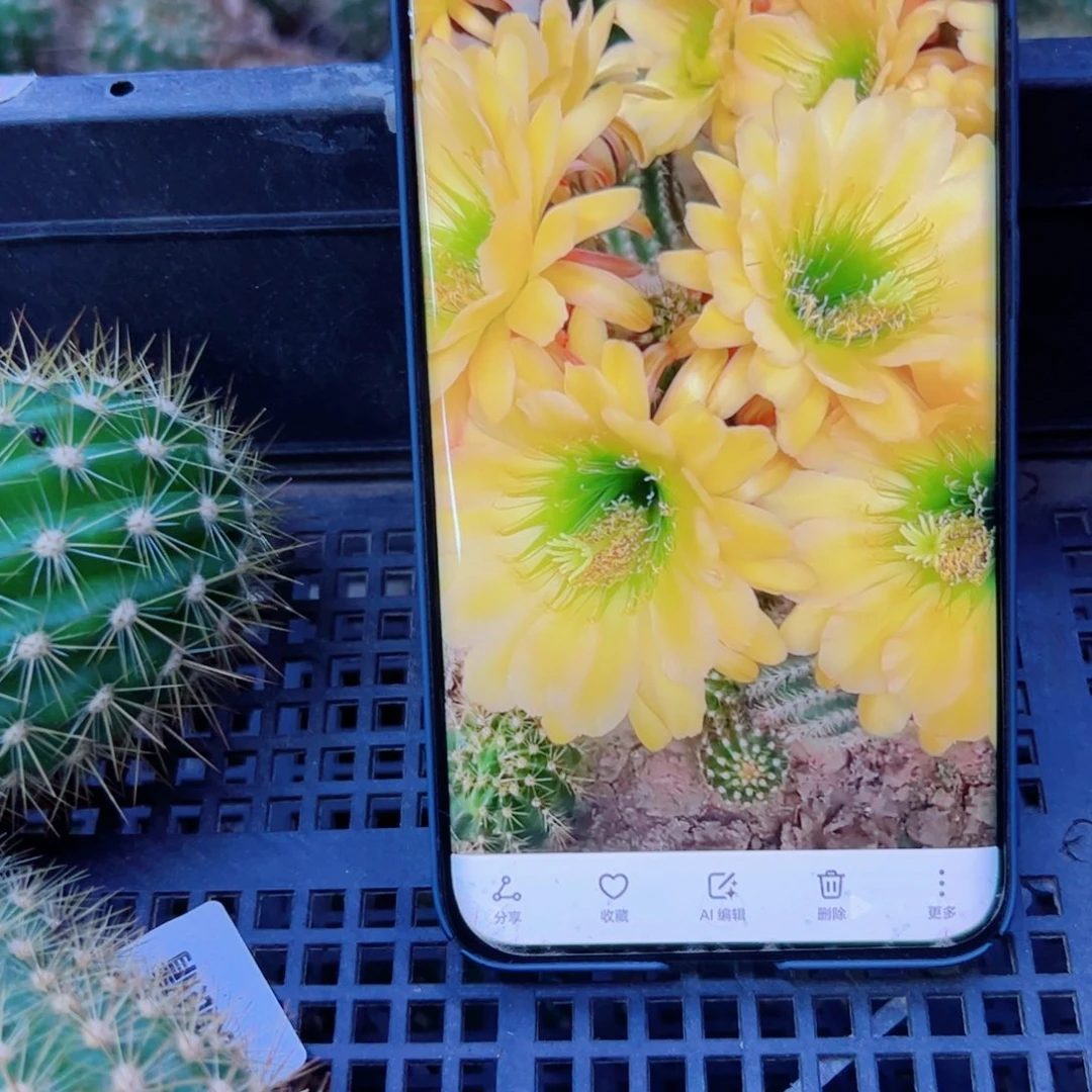 下40毛绿眼睛歪无根侧芽4公分左右20包邮