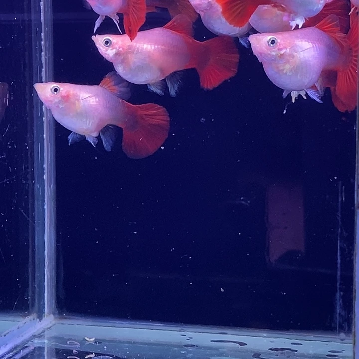 孔雀鱼黄爆球10条