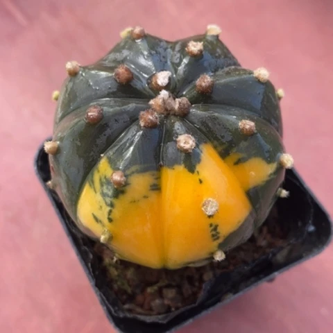 实生兜锦4仙人球