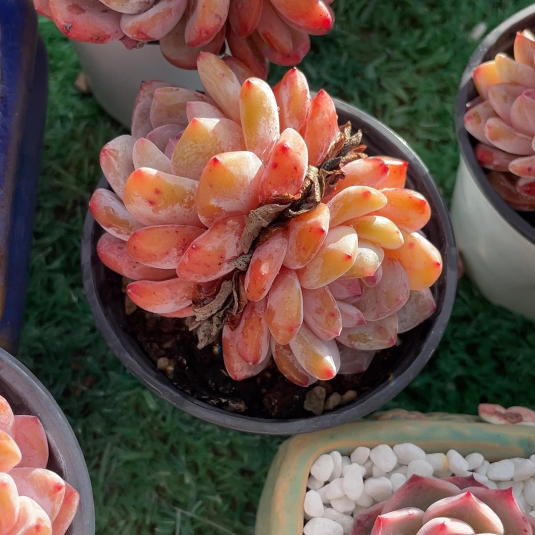 落***ღ多肉植物盆栽多肉