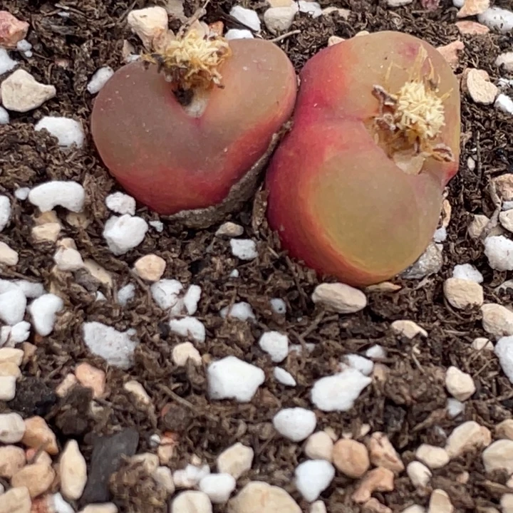 480000000000000000008