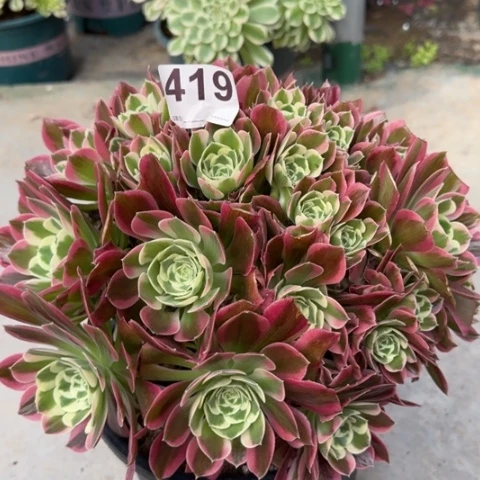 419白凤25厘米左右