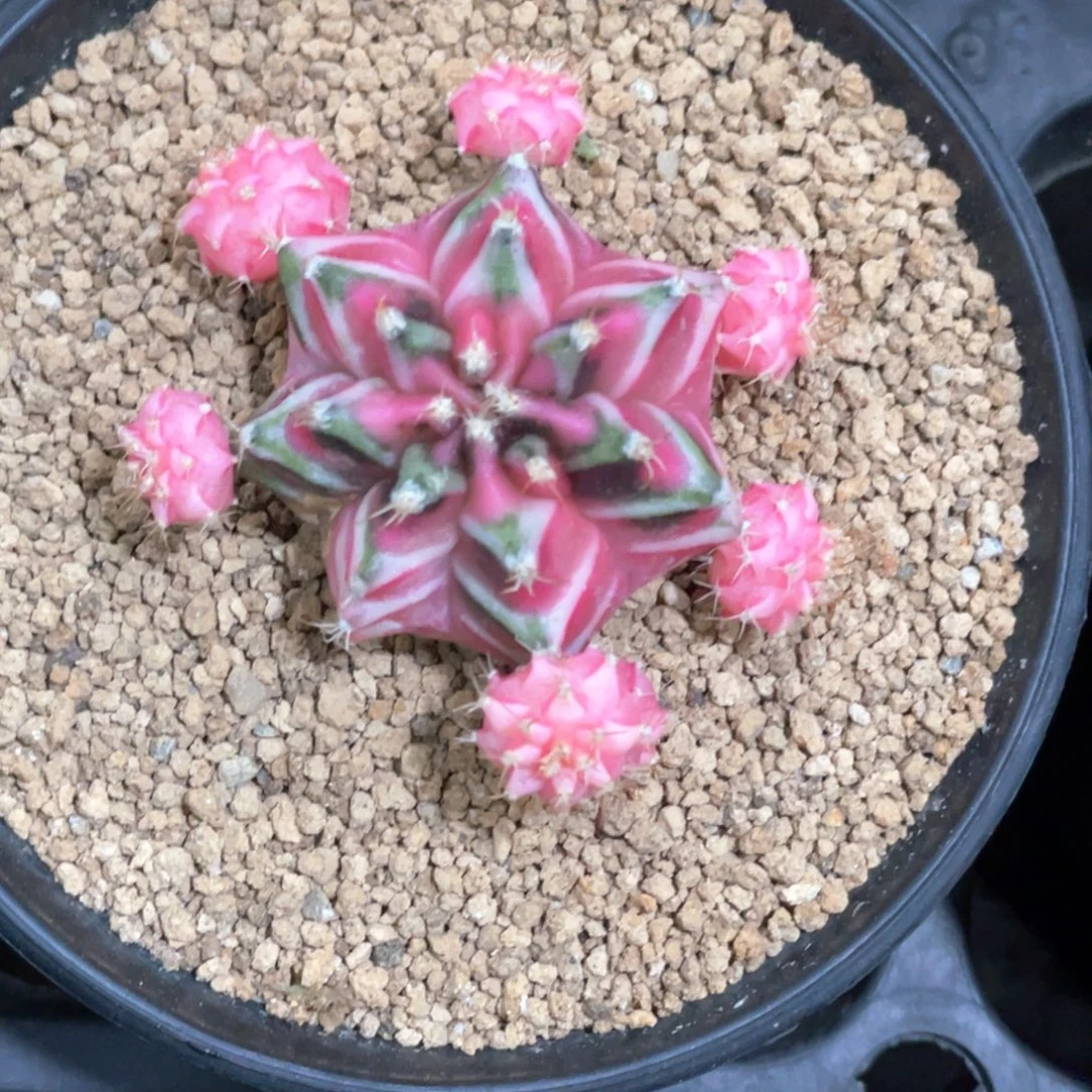 ****深当前无花朵，栽培后可花朵五月