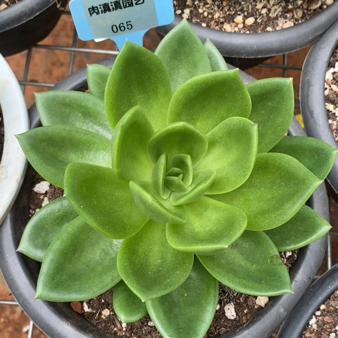 x065-多肉植物 翠花