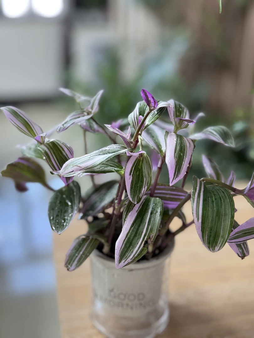 【新疆包邮】婚礼油画吊兰盆景植物美化室内花卉