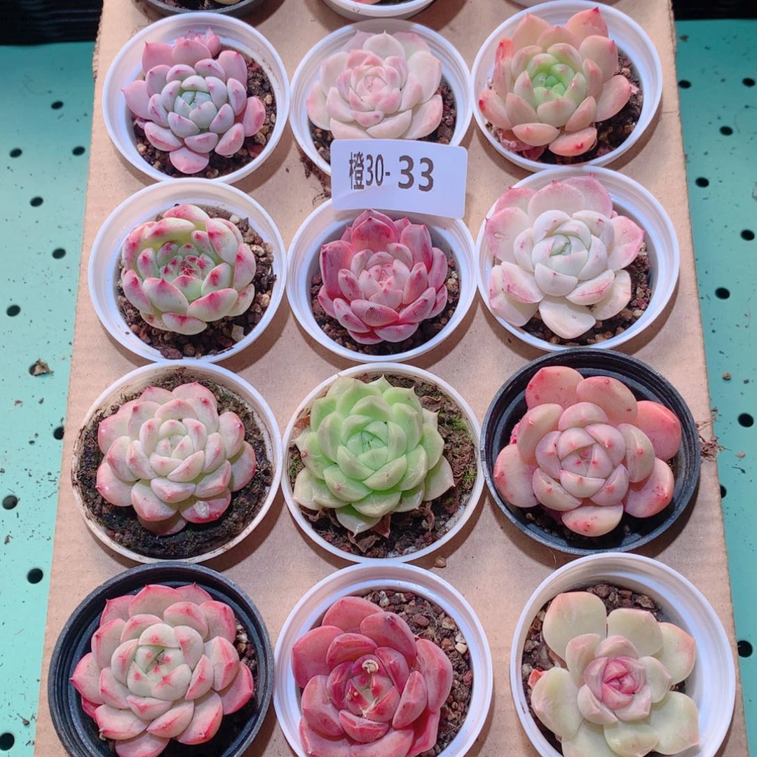 30-33一物一拍多肉带盆18颗