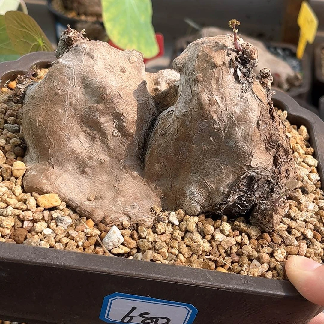 精品双头山峰造型