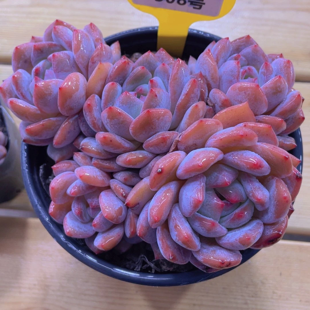 1508号 大五头飘枝韩橙一颗