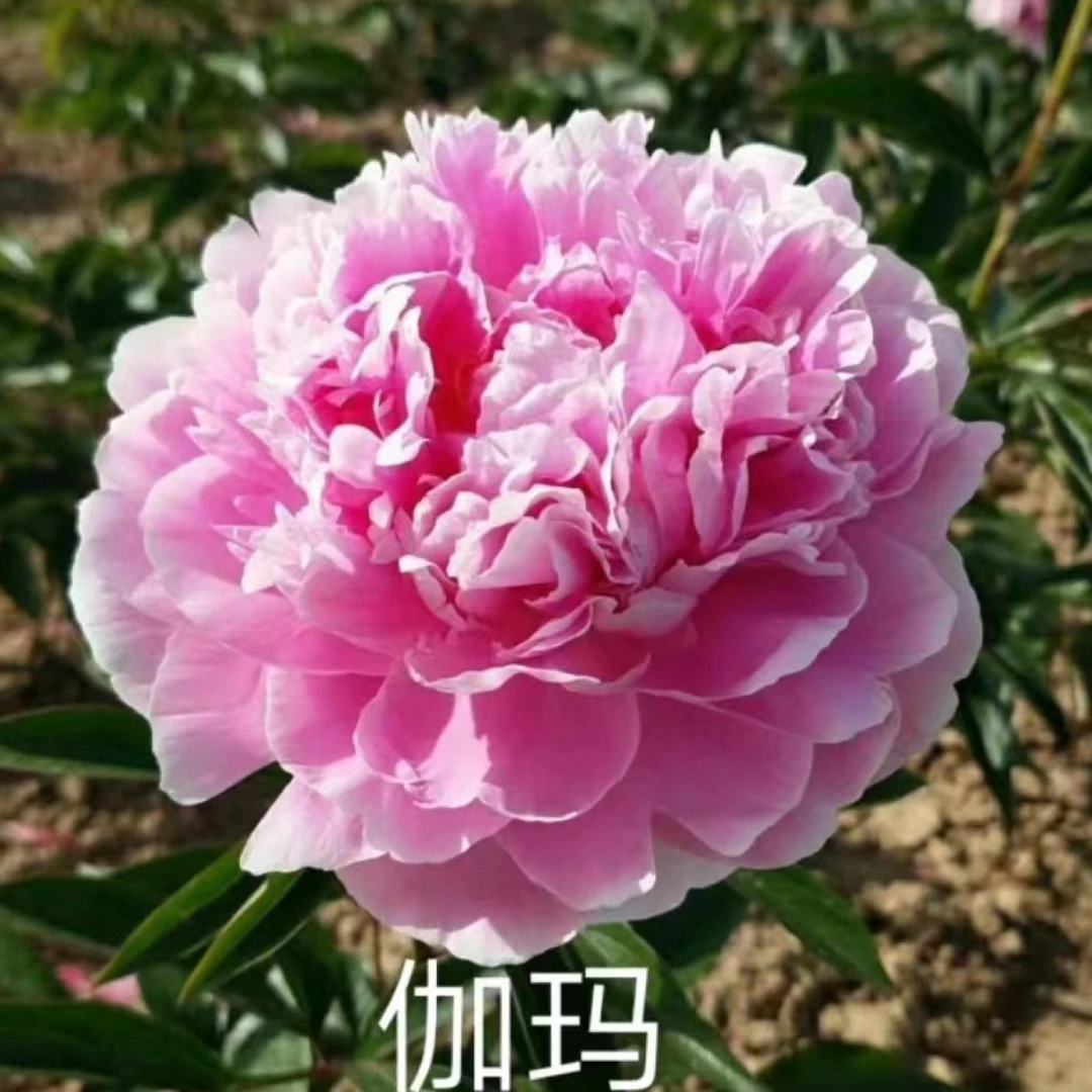 芍药品种（加码2-3芽）重瓣芍药花苗带芽种栽耐寒易活庭院植物
