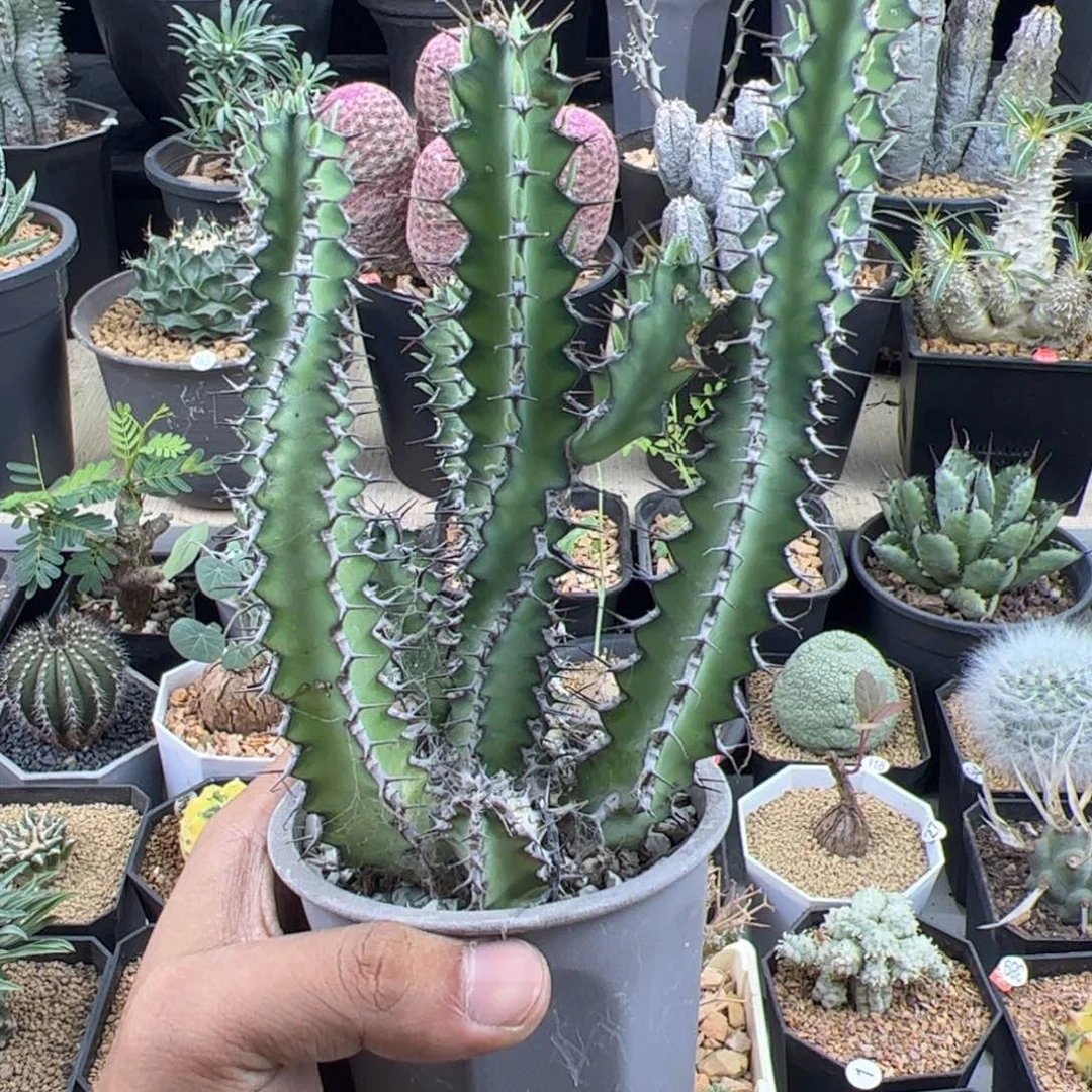 龙角麒麟大戟一物一拍脱土发