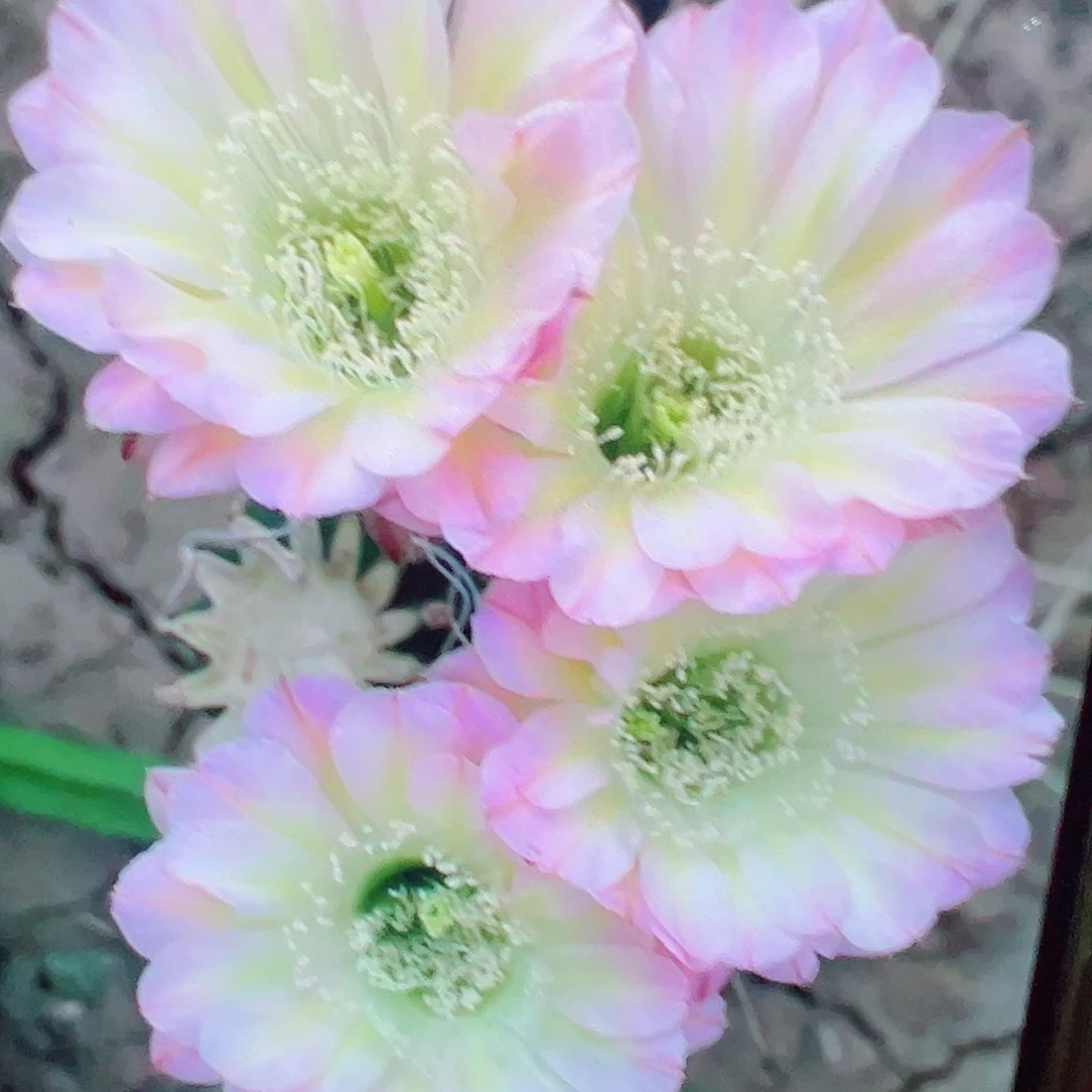 彩草 爱德华 侧芽满20包邮