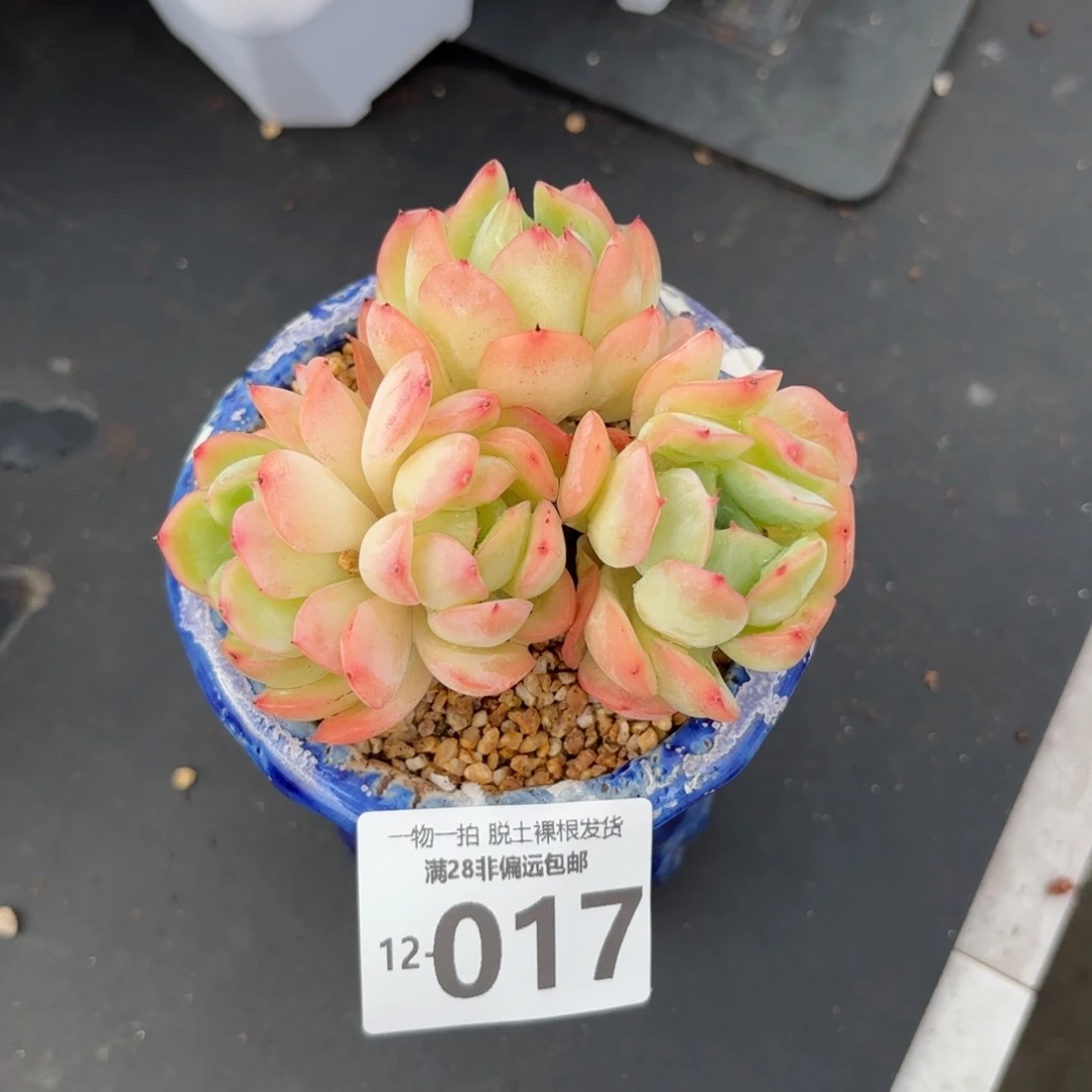 橘子冰老桩多肉多肉