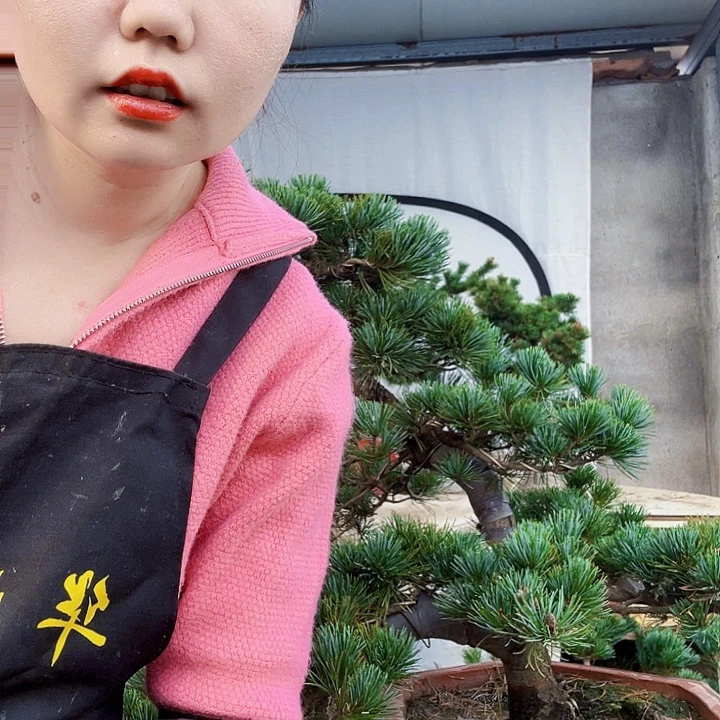 万***天无花朵五针松是我国著名