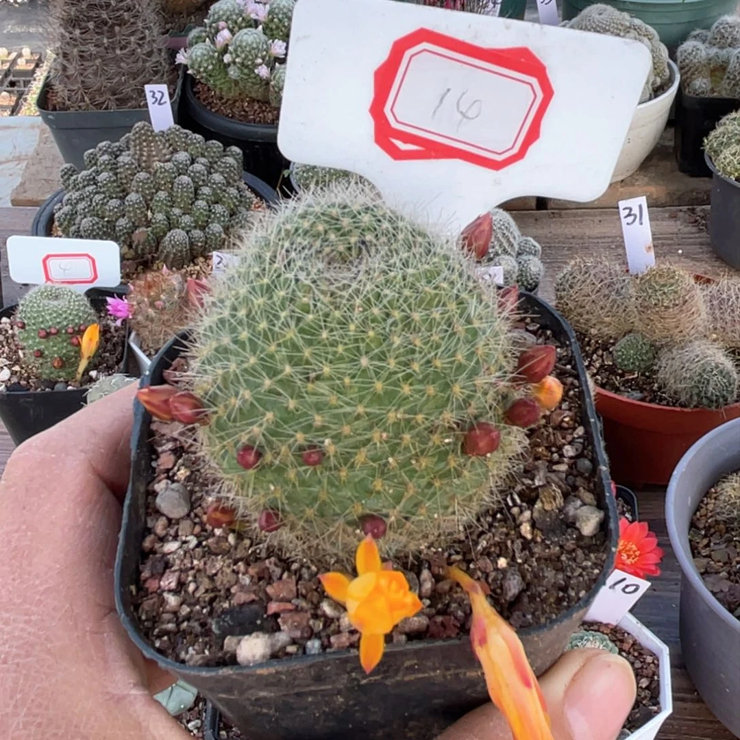 14往事多肉园仙人球