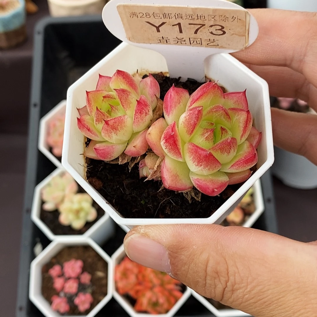 0173 梦幻女王双头 6cm
