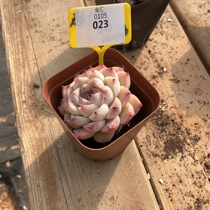 我*0105023紫霞仙子