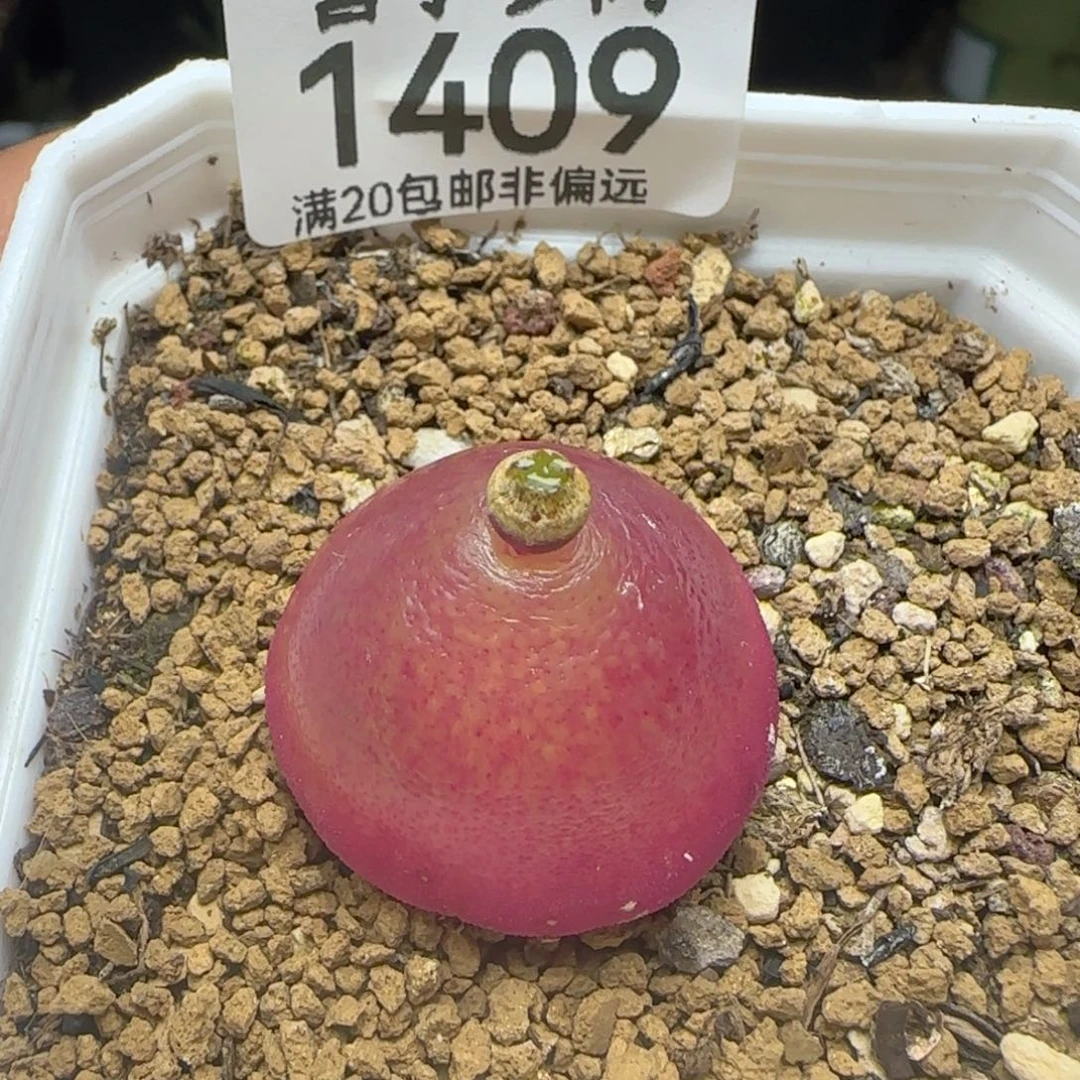 灯泡2.6带盆土sH409.