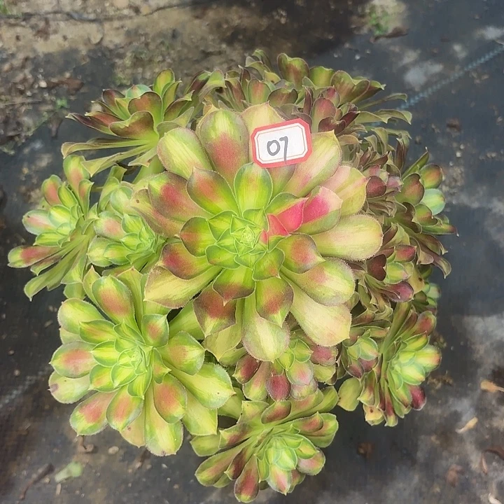 韶华07法师多肉植物