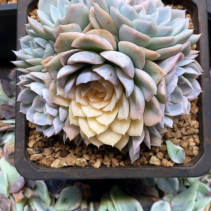 无花朵雪球锦群生