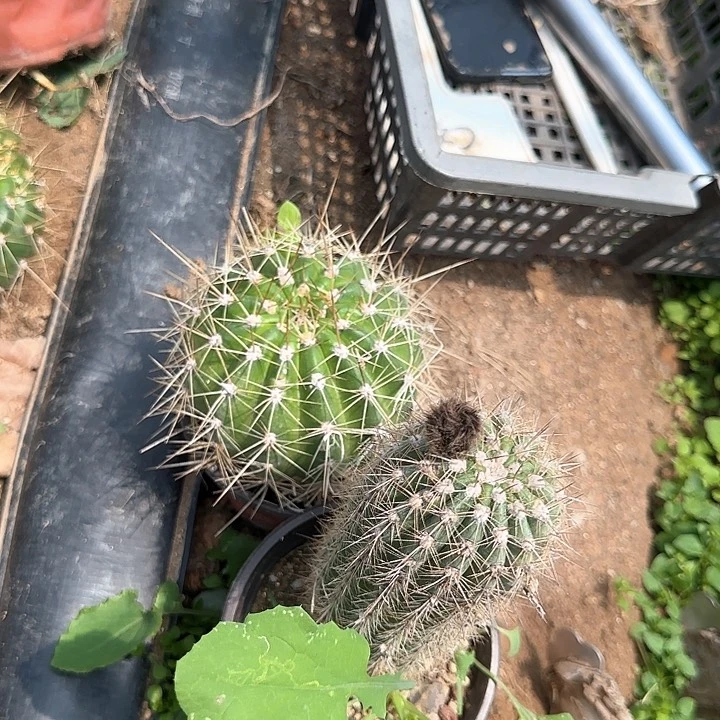 小*绿眼睛瑕疵和荣耀自花在一起