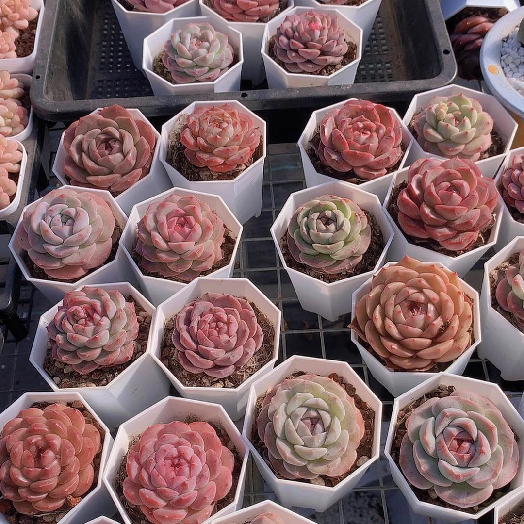 7颗组合2457899000000