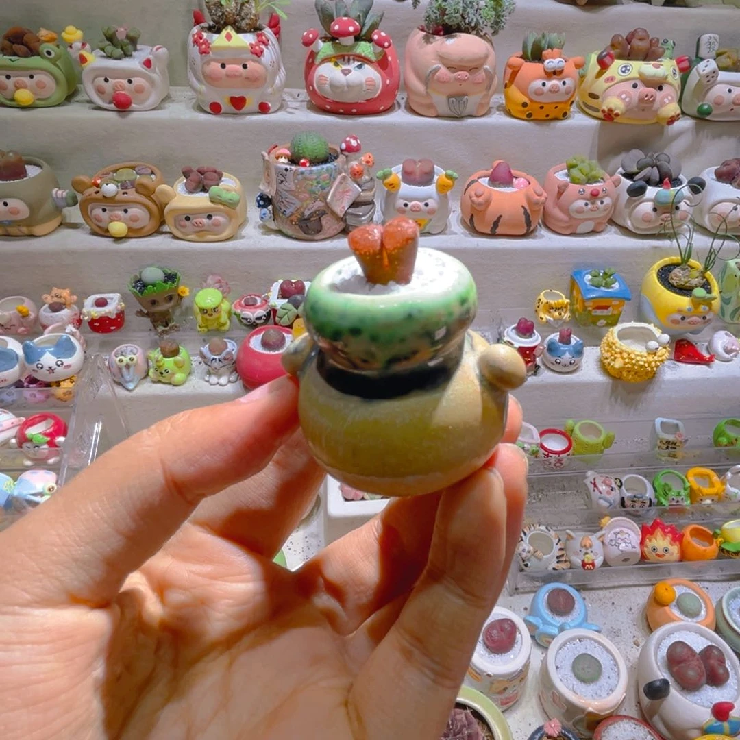 037高端多肉带盆土一套28