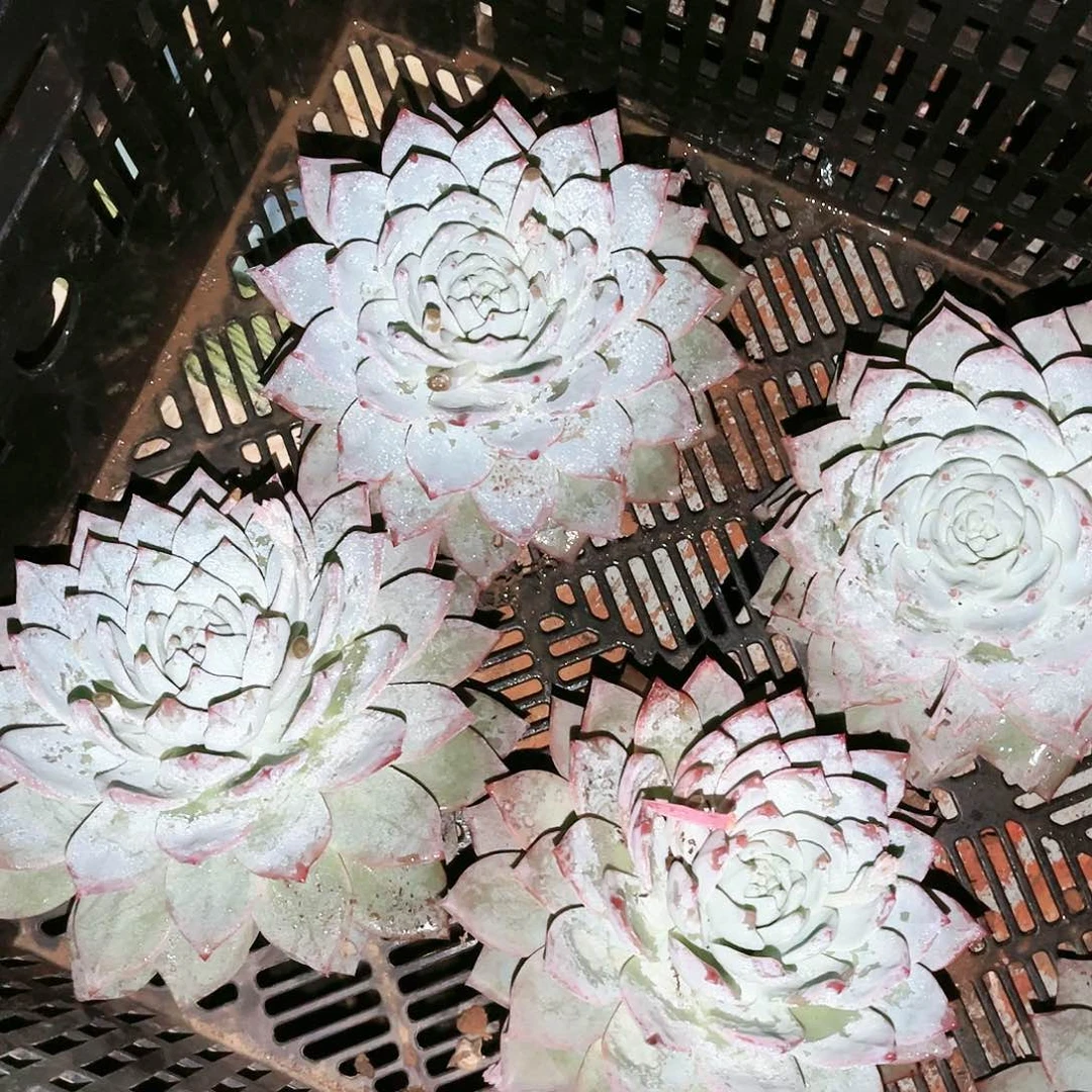 粉蓝鸟9.99多肉植物2颗