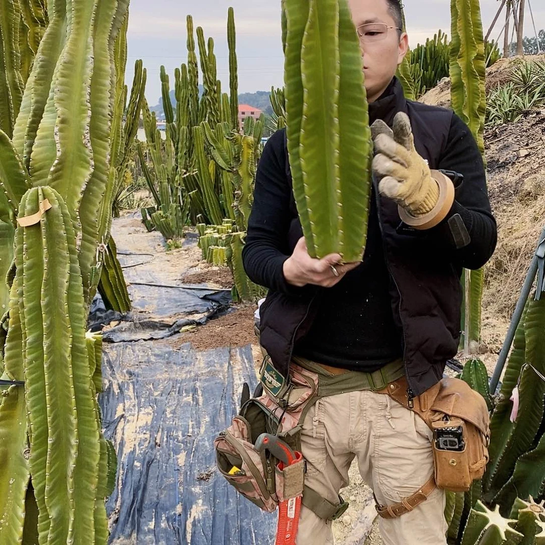 秘鲁苹果高度50厘米以上无根