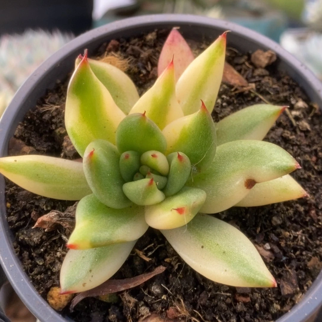 523东云杂锦锦锦锦锦锦