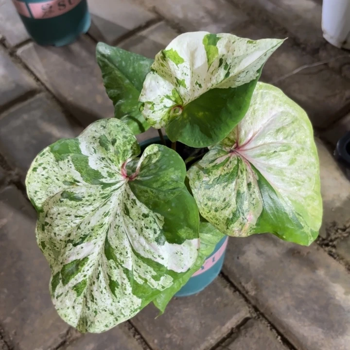 薄荷糖泰国彩叶芋67-0804