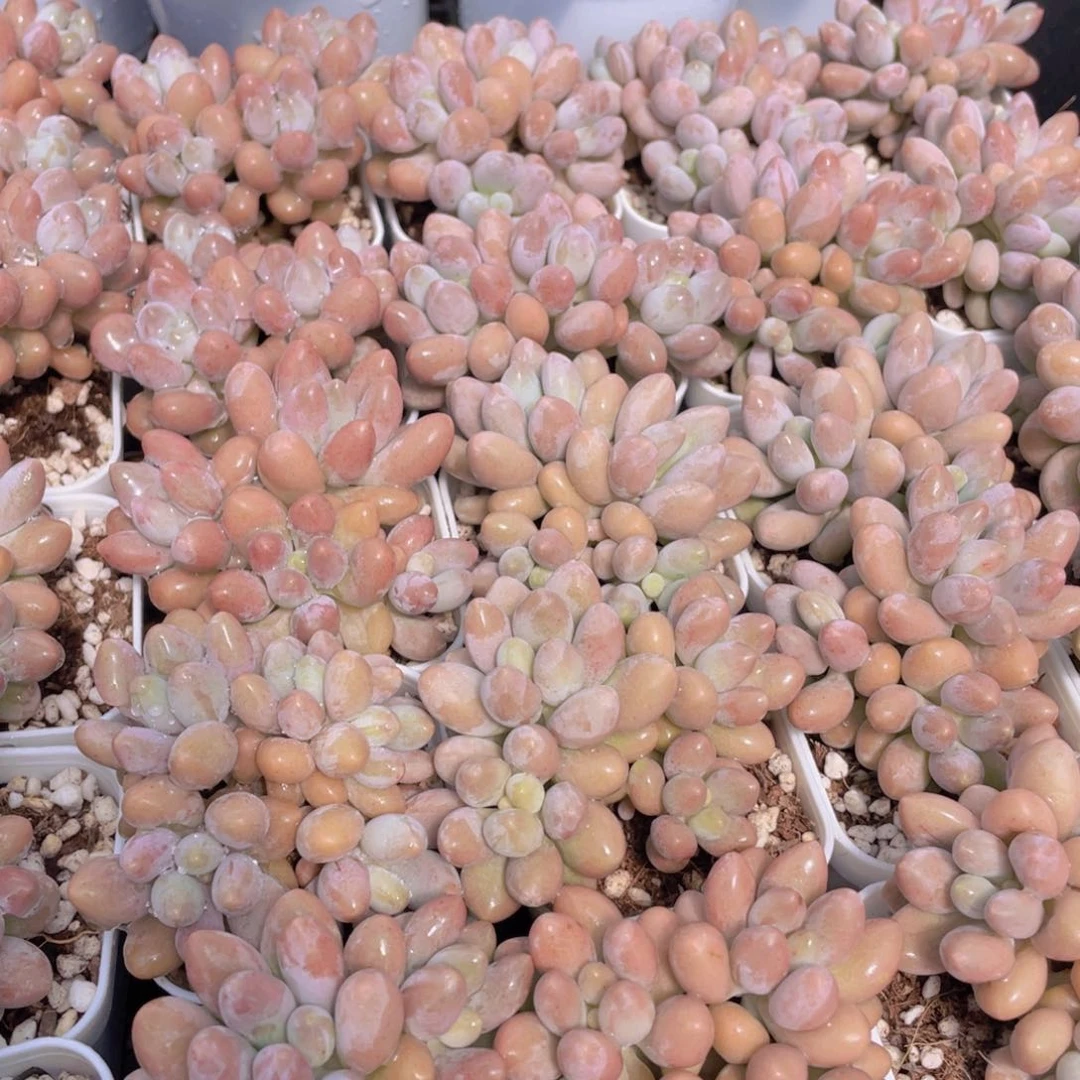 量拍42号 开播福利汤圆小群生一个