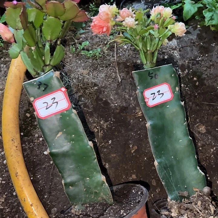 笑***看，23号带盆037.050