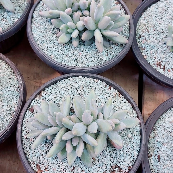 白兰地精品多肉盆栽体验价