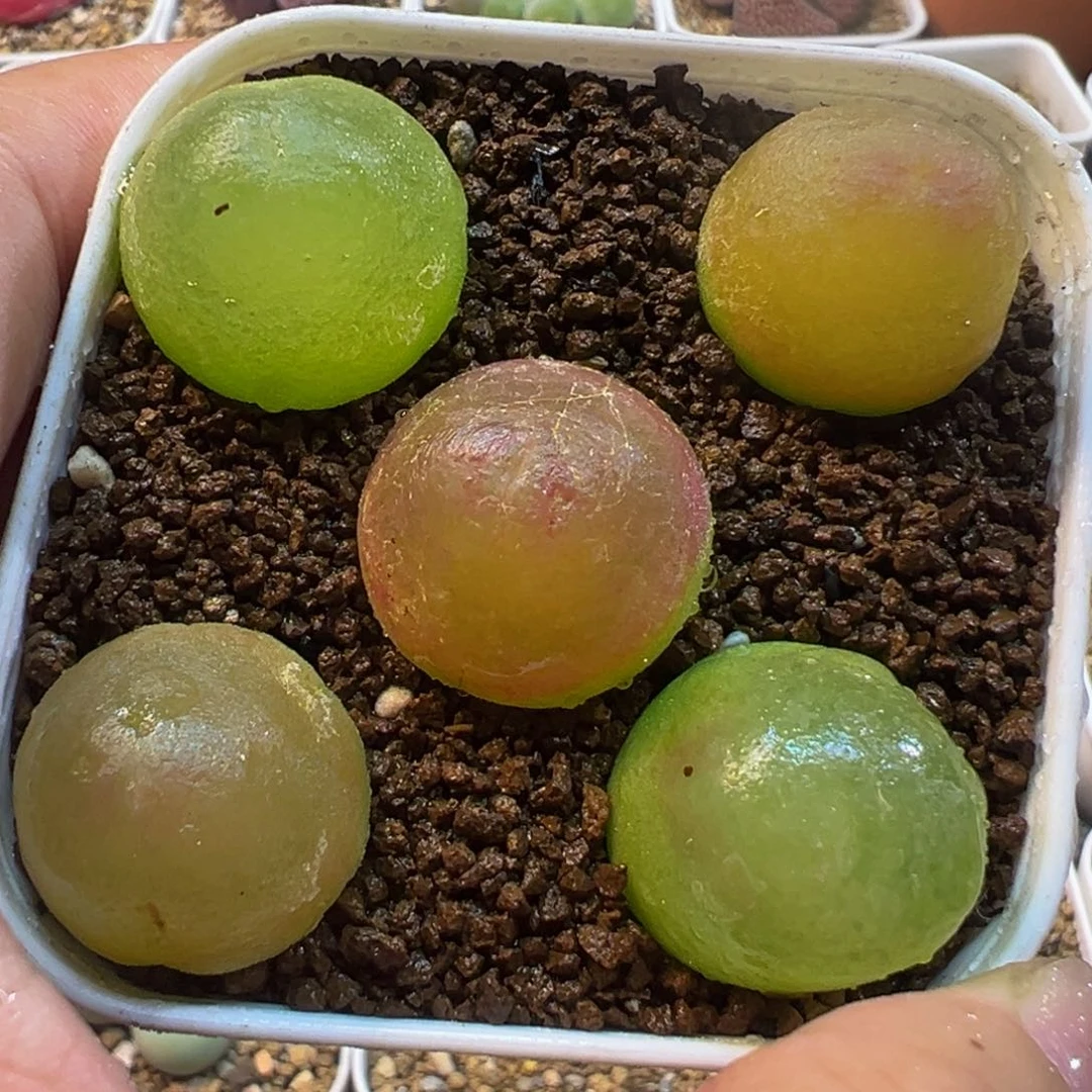 灯泡母本组合带盆