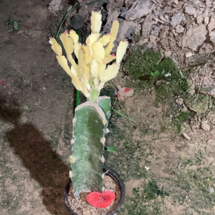 一***夜当前无花栽培后可以开花雨露锦1781