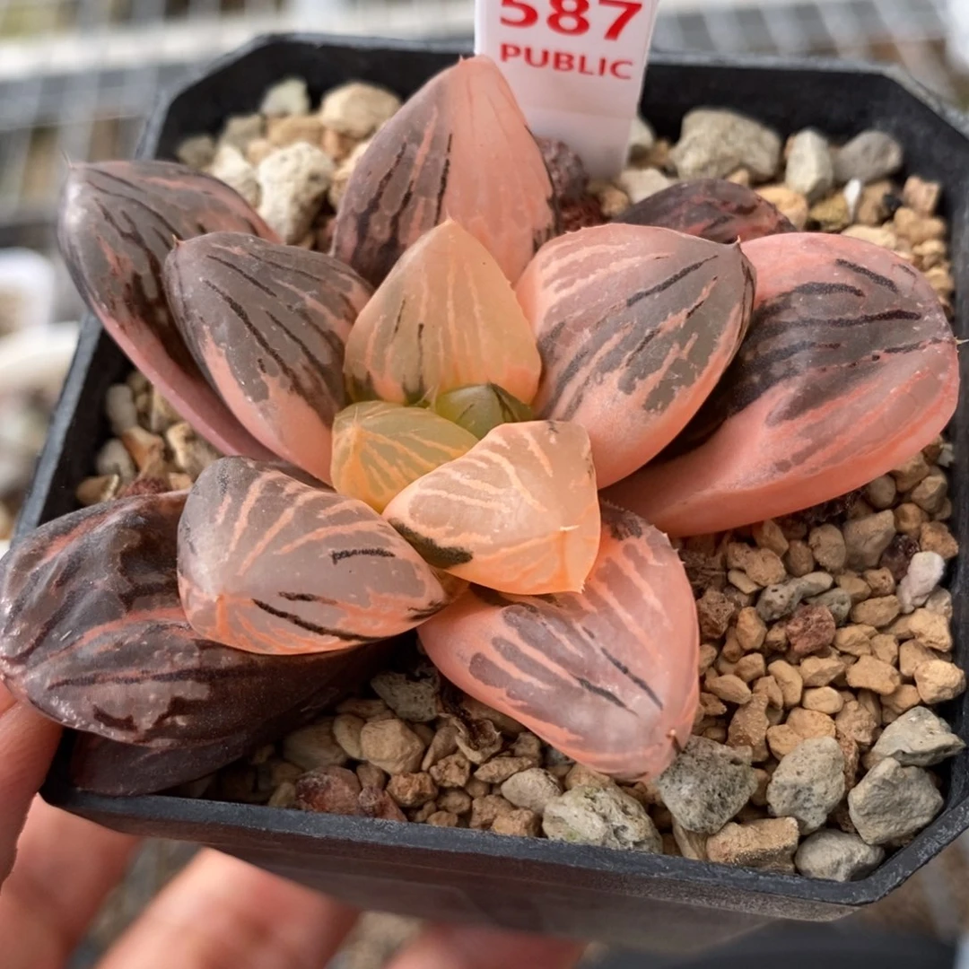 587玉潭寿锦一物一拍