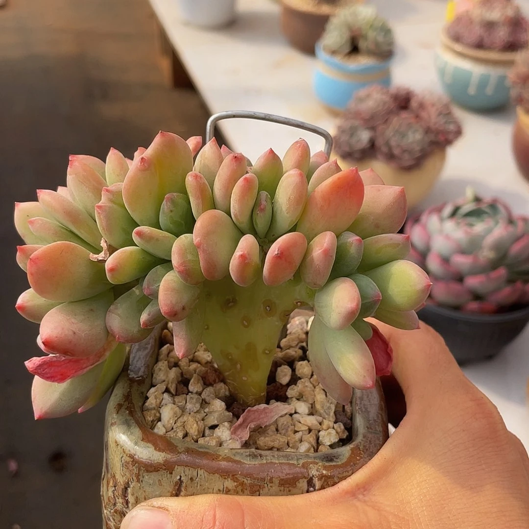 七星美人多肉多肉多肉