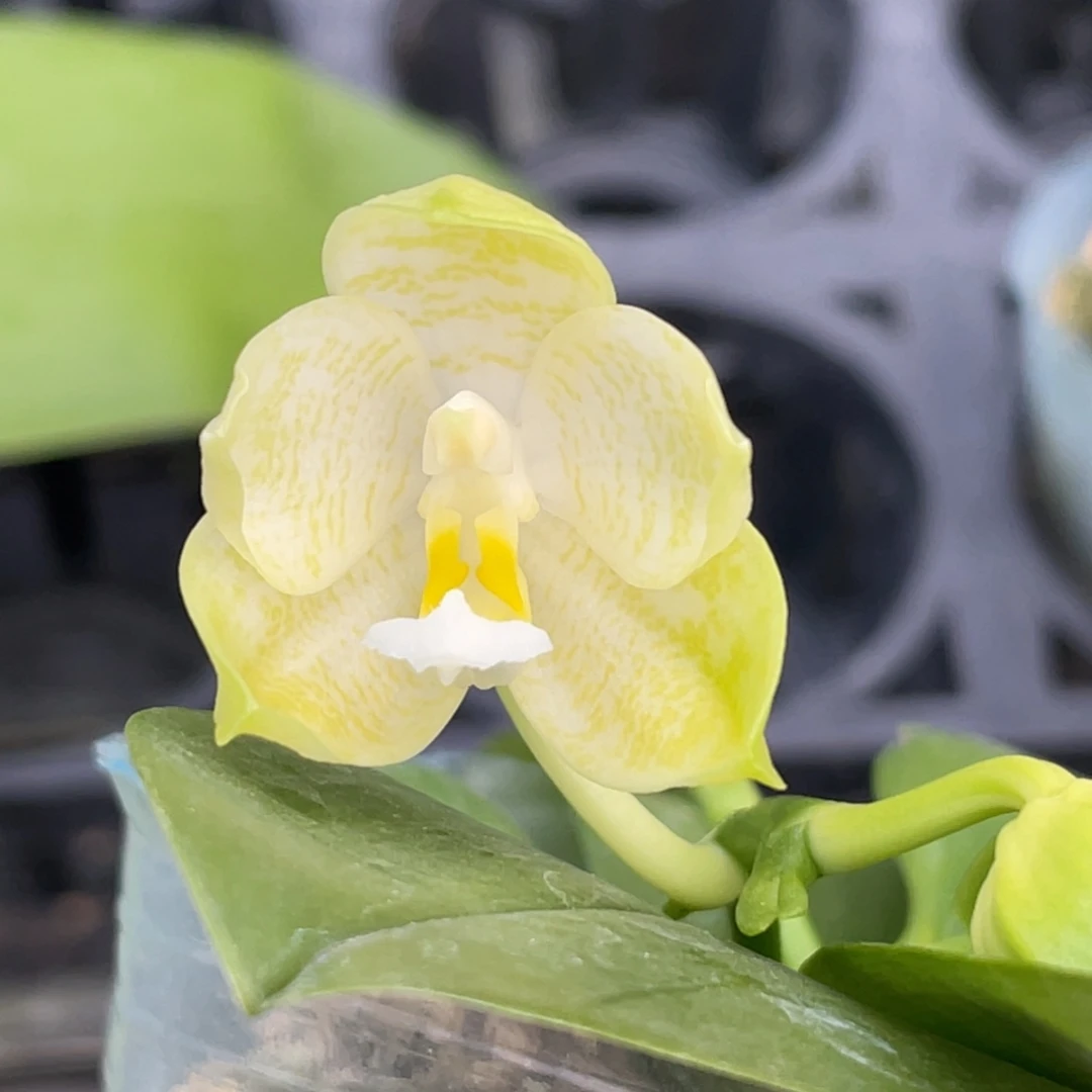 完全开放2.5小清新，香