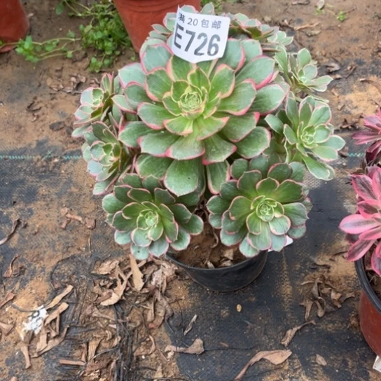 726粉花妖不包断枝