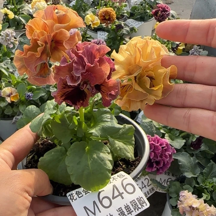 无花朵M646小苗默认苗晃零下5勿拍