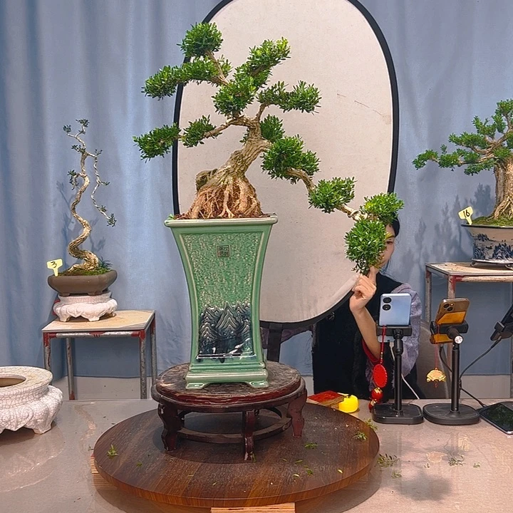 C***n无花朵广东皱皮雀舌黄杨