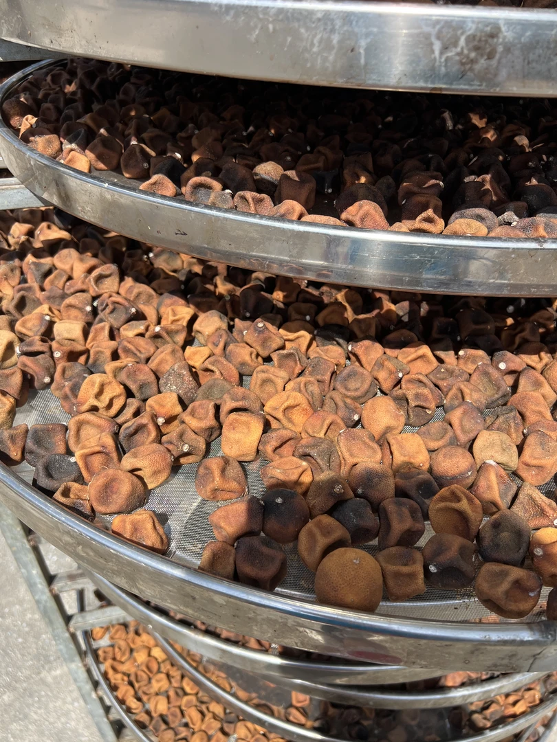 【福皮来2025年新会柑宝宝】生晒柑宝小青柑果干老树果枝生晒柑宝