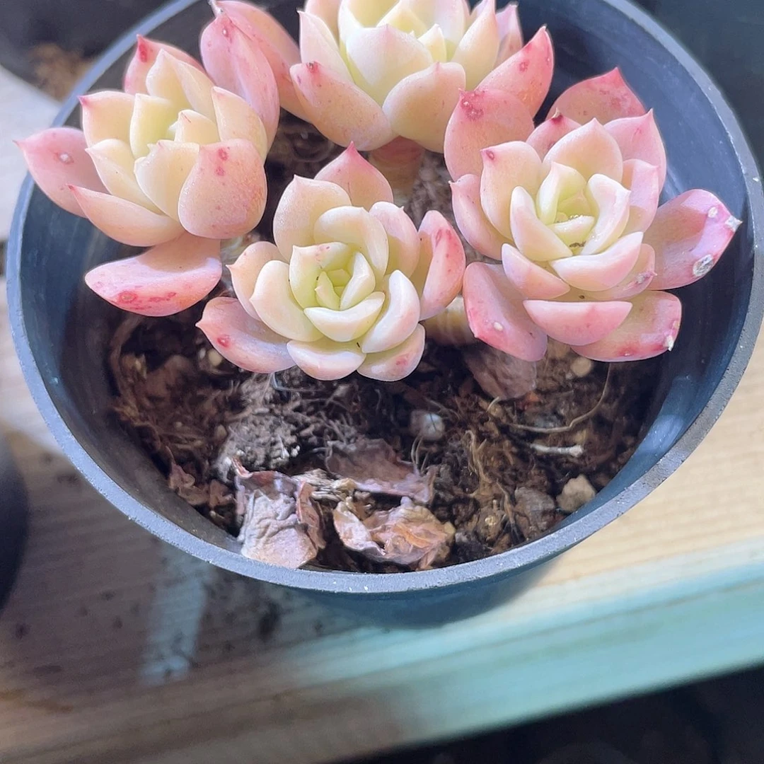 二*长0636  哈密瓜 六月六