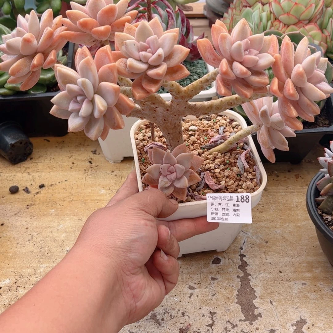 188淡雪缀德华多肉