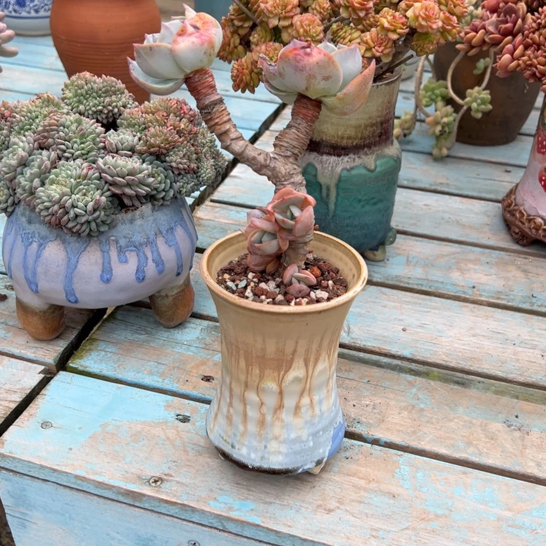 冰***之白凤多肉植物脱土