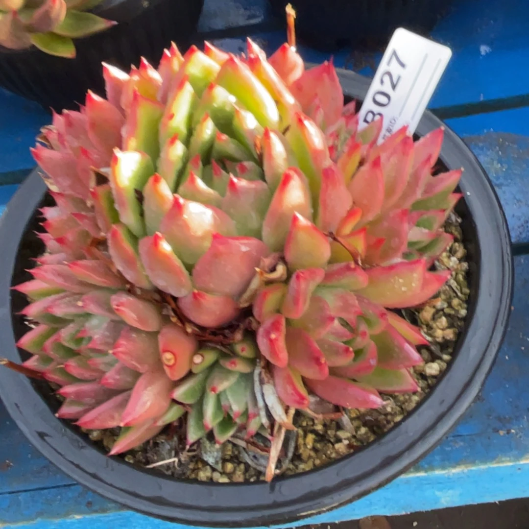 无花朵若如东云单拍D027