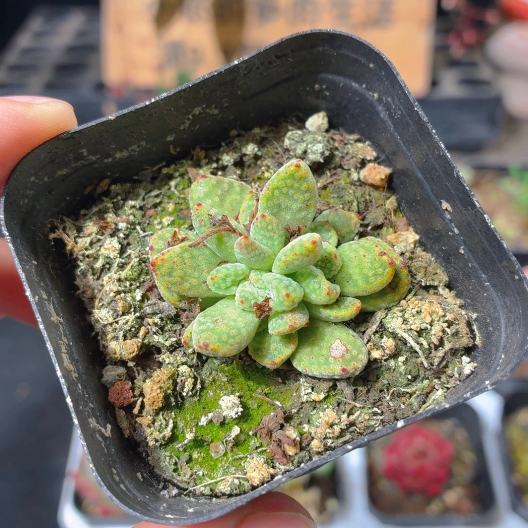 火星兔子多肉9.9包邮发货