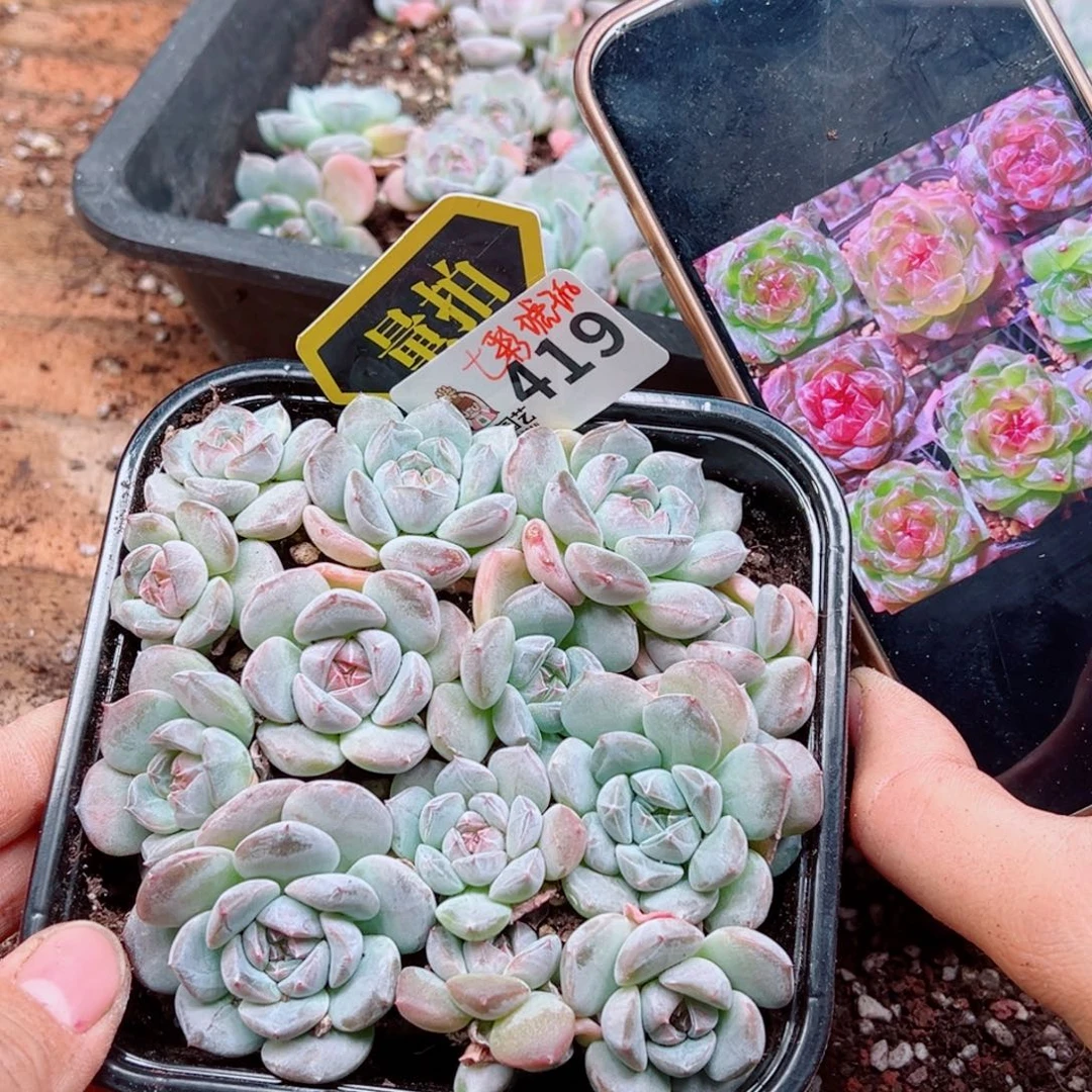 多肉植物多肉植物