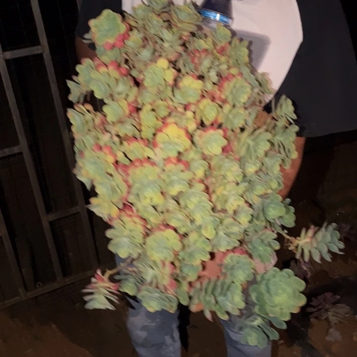 圆叶不化妆一颗包邮